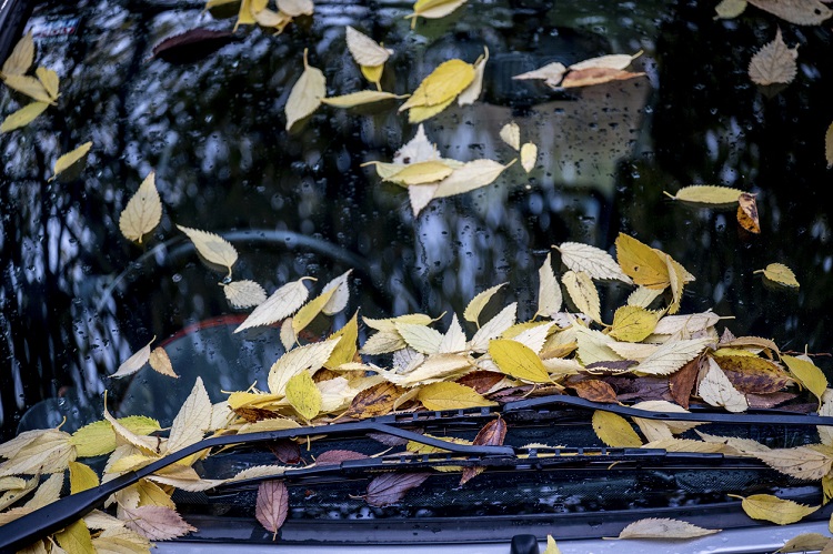 Autumn leaves on car windscreen.