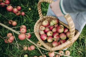 Young woman collecting apples in a basket.