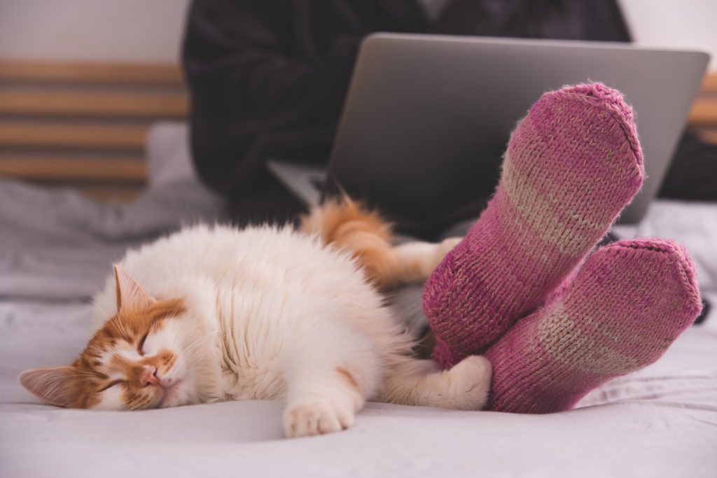 Close up image of cat lying on the bed in a woman's feet. The unrecognizable woman wearing pink, purple warm knitted socks, working on the laptop.