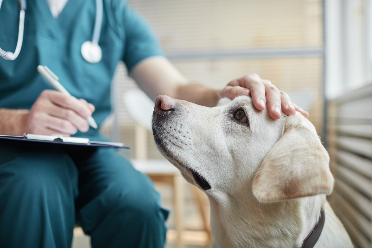 white Labrador dog at vet